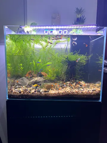 Planted freshwater aquarium with fish and stand - 60cm