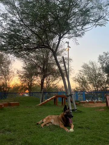 Pet Sitter and dog Walker available in Abu Dhabi