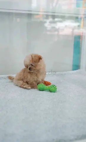 Small fluffy puppy looking for a new home - friendly and playful