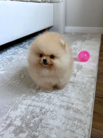 Sweet creamy Pomeranian puppy for adoption