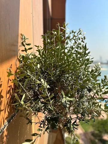 Olive tree 170cm