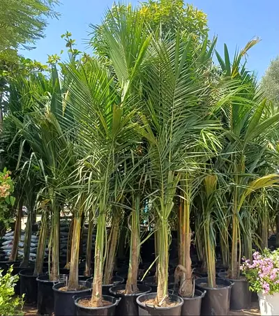 I am selling plants, indoor outdoor very fresh with home delivery with fixing and doing landscaping
