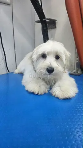 Small white fluffy puppy looking for a new home