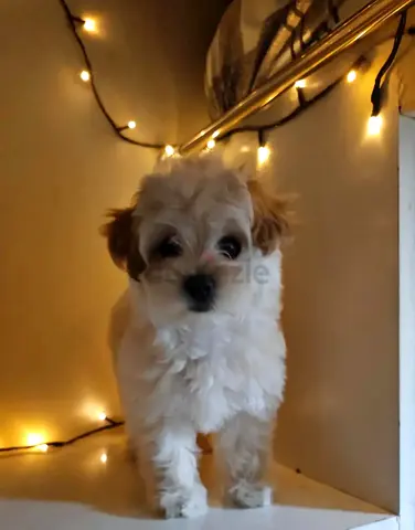 2 Months Old Maltipoo - Pale Apricot
