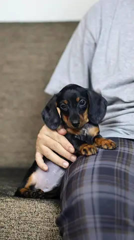 Mini dachshund puppies