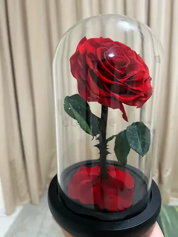 Red preserved forever rose in glass dome decorative piece