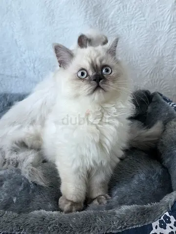 Ragdoll