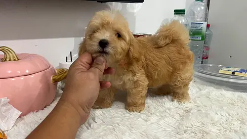 Small fluffy beige maltipoo pupoy, friendly and playful is ready for a new home