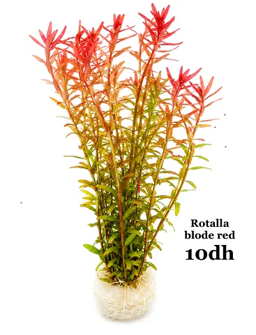 Rotalla blode red