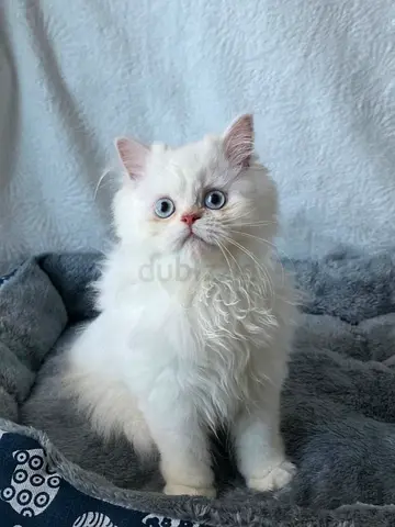 British longhair