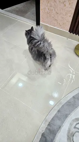 Long-haired Perisan grey cat available — friendly indoor pet