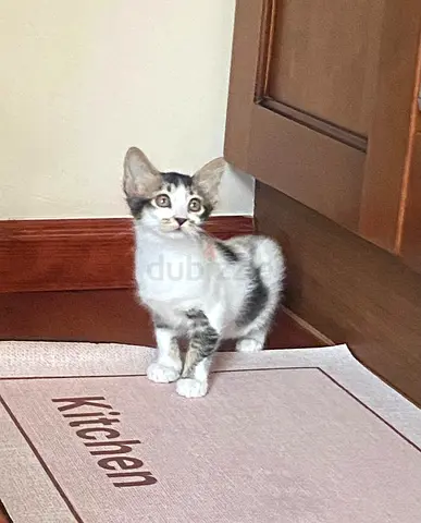 Free kitten