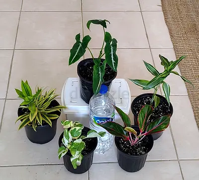 Take all 5 easy to take care  indoor plants Final price , last price , best price 60 dhs only