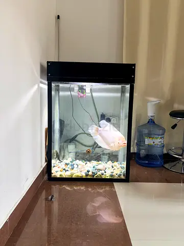 220L Aquarium with External Canister Filter