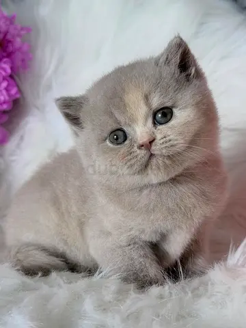 Creamy white British shorthair