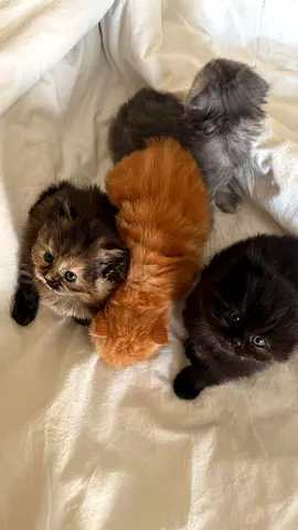 Kittens For Adoption
