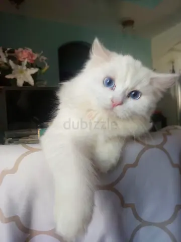 A PERSIAN CAT LOOKING FOR A GOOD FAMILY FOR ADOPTION