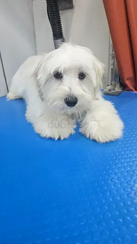 Small white Maltese-type dog, gentle and groomed, looking for new home