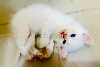 Kitten for adoption