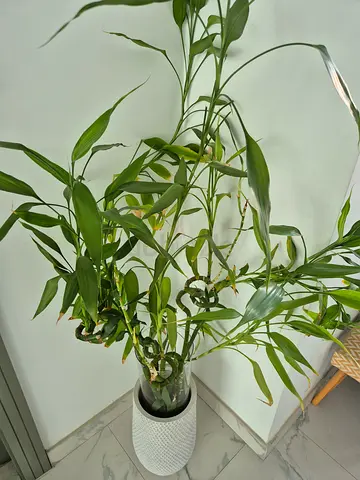Large Indoor Lucky Bamboo (Dracaena) sticks (X6) in glass planter and Decorative White Planter