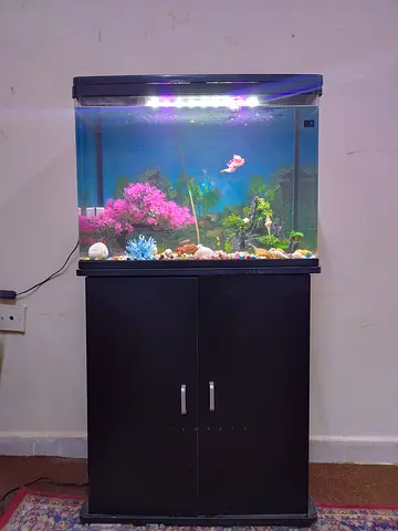 Aquarium fish