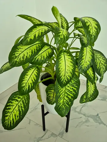 Healthy Dieffenbachia (Dumb Cane) in White Pot with Stand