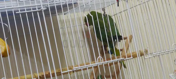 female Indian ringneck tamed