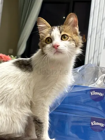 Cat for adoption