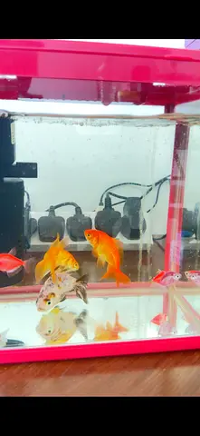 Expert Fish Tank Cleaning & Water Change | Guppy Goldfish Arowana