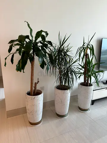 Three indoor potted plants with decorative white planters