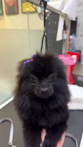 Pomeranian Dog