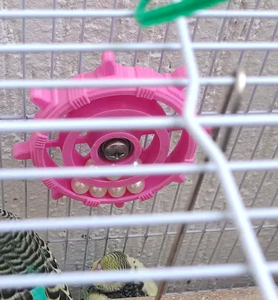 Cage toys