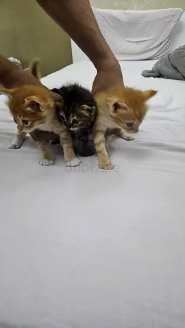 6 weeks old, 3 adorable kittens for free adoption