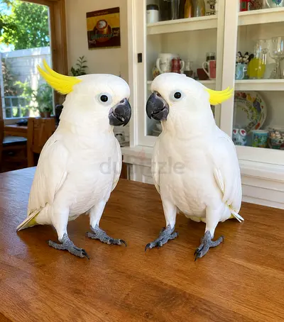 Well Socialized Cockatoo Parrots - Looking For Loving Homes