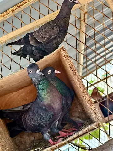 حمام كويتي قلابي...