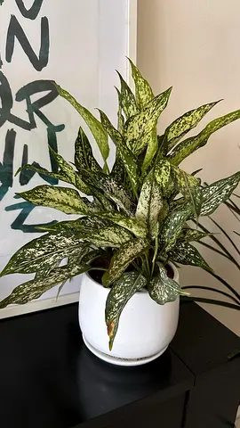 Beautiful Dieffenbachia (Dumb Cane) | Luxury Branded Pot
