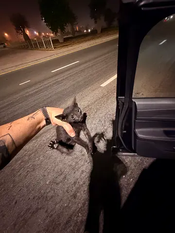Cat