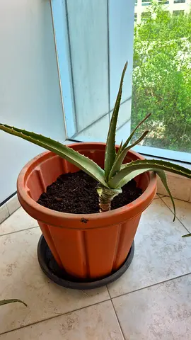Two Aloe Vera Plant in Pot - Healthy Indoor Succulent