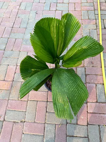 Ruffled Fan Palm