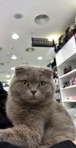 Free adoption ! Beautiful scottish fold male for adoption