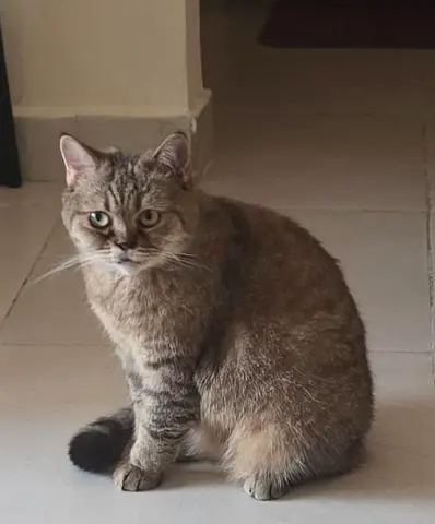Cat for FREE Adoption