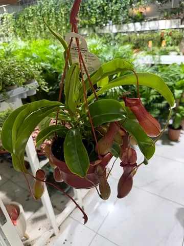 Nepenthes