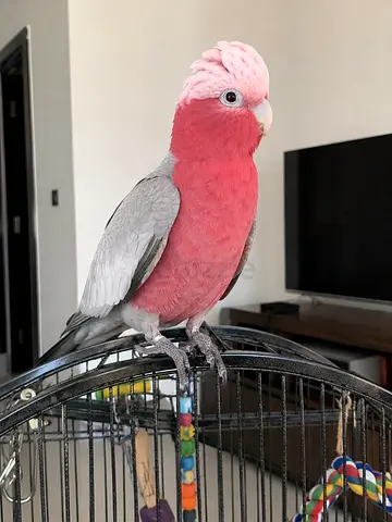Galah Cockatoo  -  Available For Loving Homes !