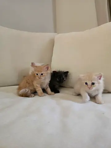 Kittens