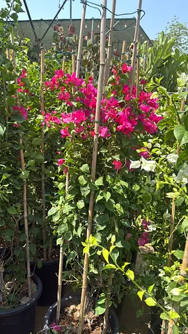 I’m selling plants in doors and outdoor doors home delivery free and with fixing