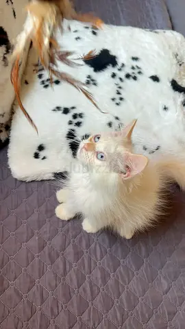himalayan red point 11 weeks old, healthy, and beautiful vaccinated dewormed microchipped,, eating w
