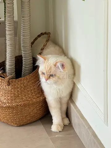 Young flame-point ragdoll kitten looking for a new home