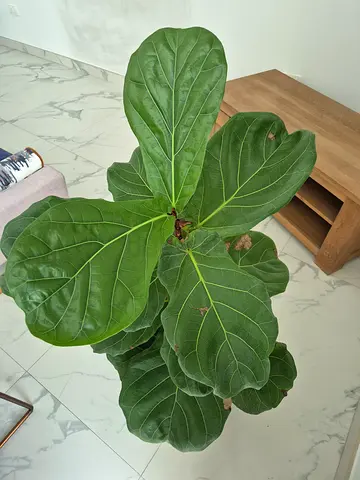Healthy Fiddle Leaf Fig (Large Indoor Plant) with Black Planter