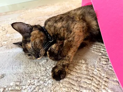 Young tortoiseshell female and male cats available for adoption - playful and affectionate