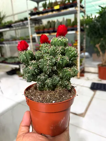 Monstrose Peruvian Apple Cactus